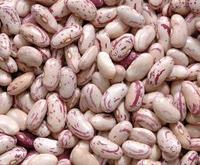 Light speckled kidney bean