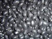 Small black kidney beans with hand select