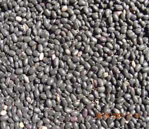 Small black kidney beans with machine select